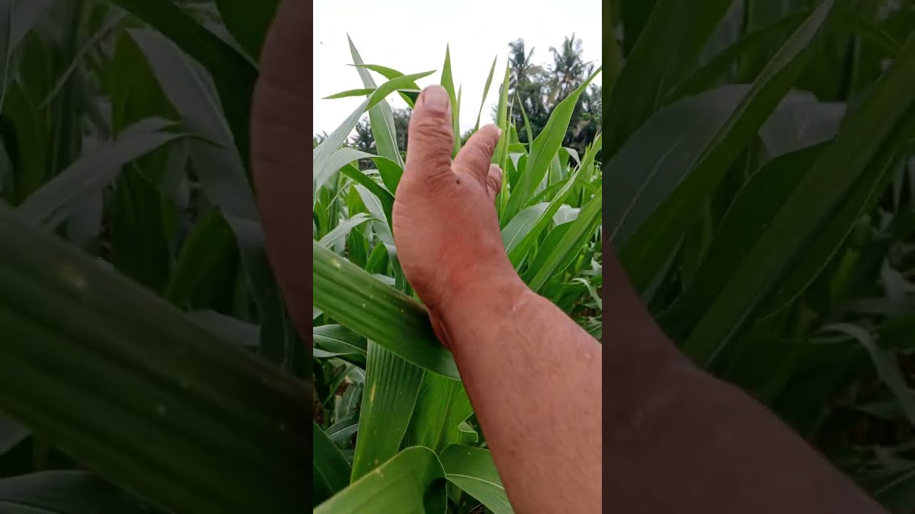 Jagung nk perkasa sakti vs adv jago