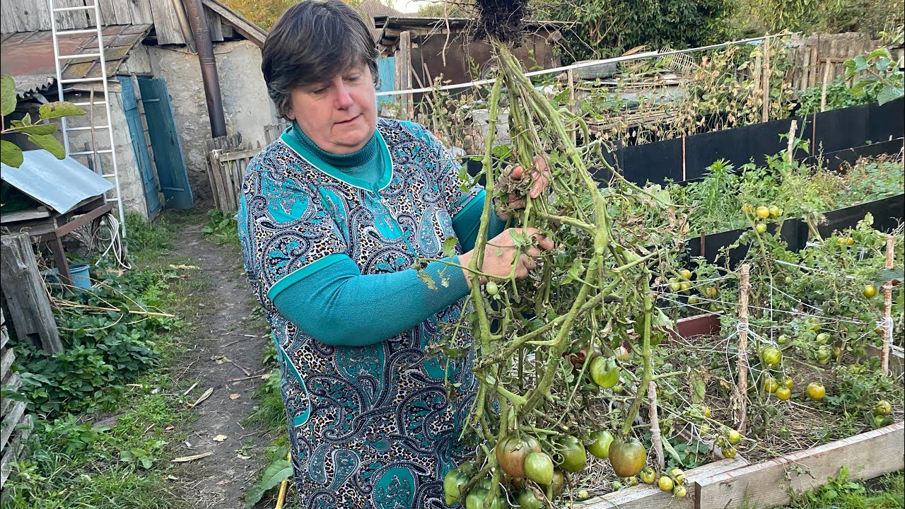 Saving Tomatoes from Frost | Ripening on the Vine in the Greenhouse
