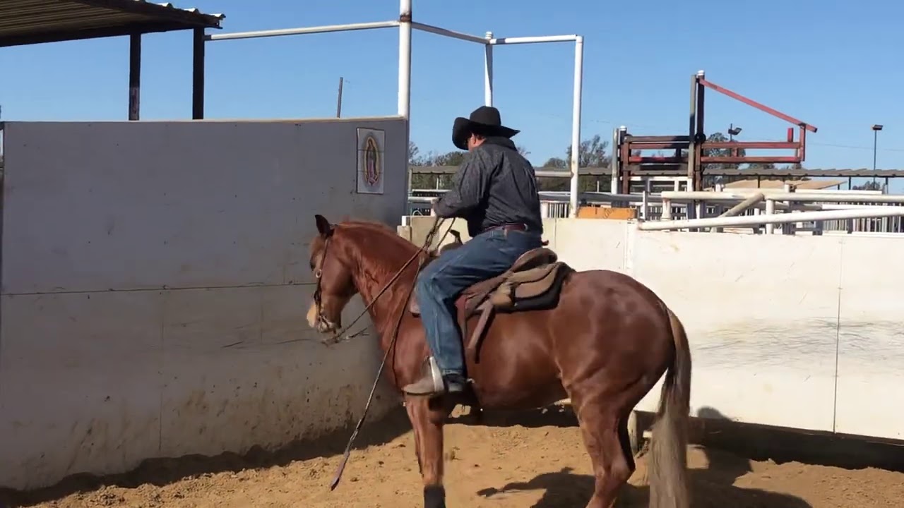 Video 3 #Coleador #caballodecolas #colas