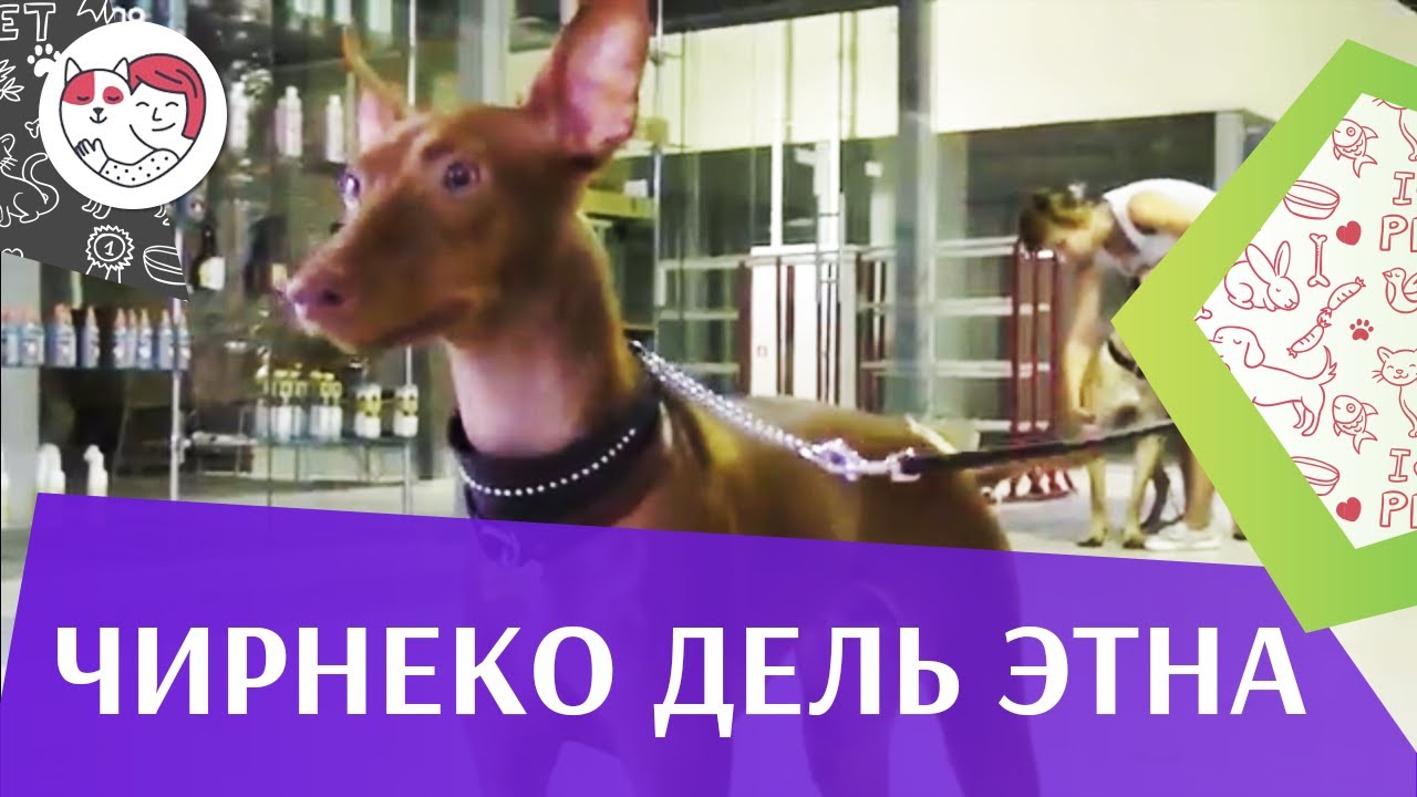 Чирнеко дель Этна на ilikepet. Особенности породы, уход