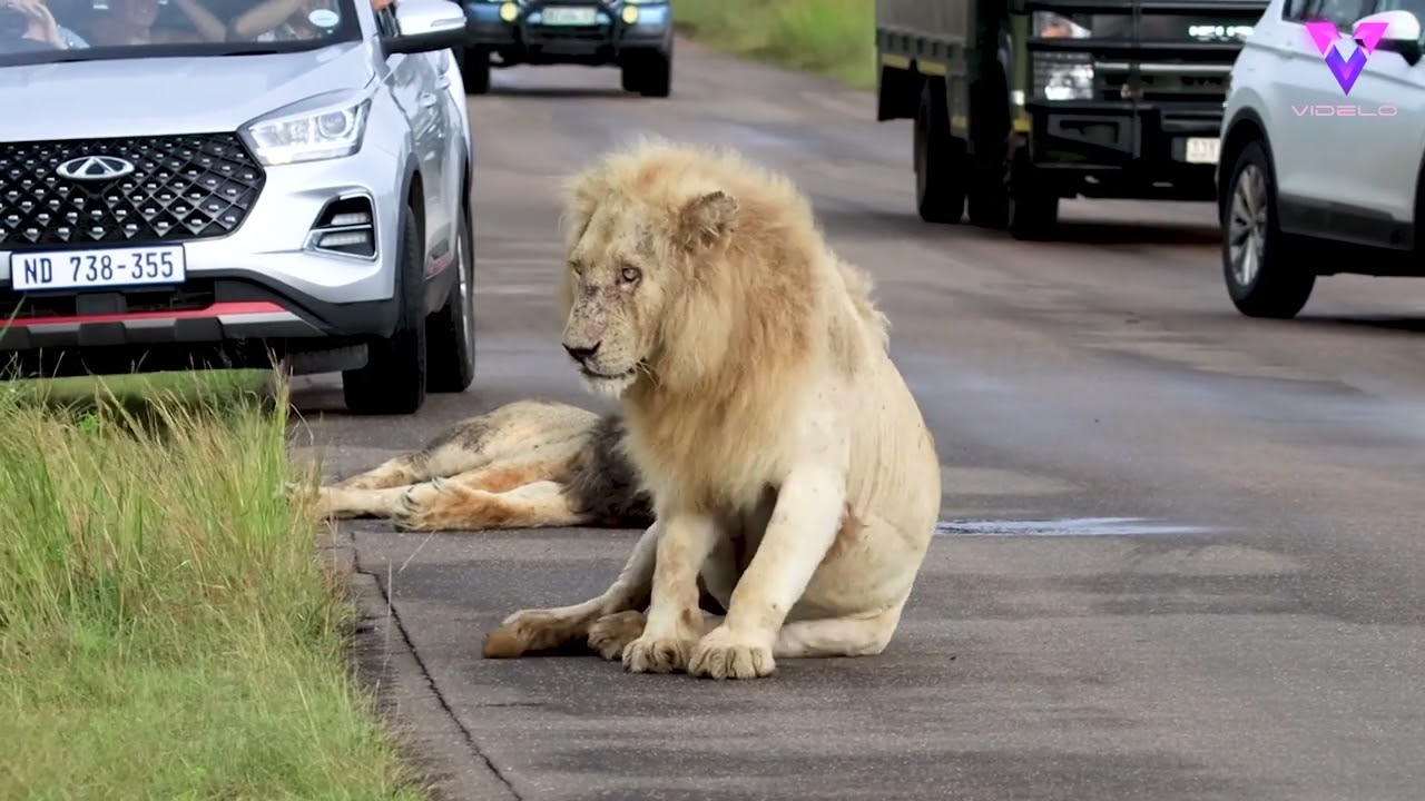 Un león dormilón provoca un gran atasco en una carretera al negarse a levantarse