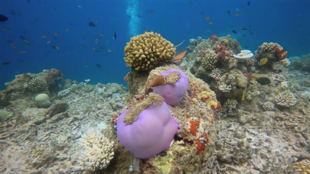 Diving South Ari Atoll - Vilamendhoo, Maldives