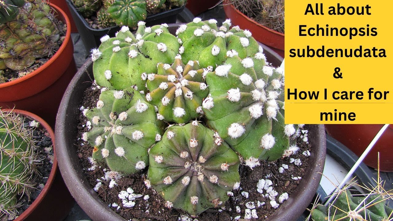 How I Grow my Echinopsis subdenudata Cacti 'Domino Cactus' 'Easter Lily Cactus' #cactus #cacti