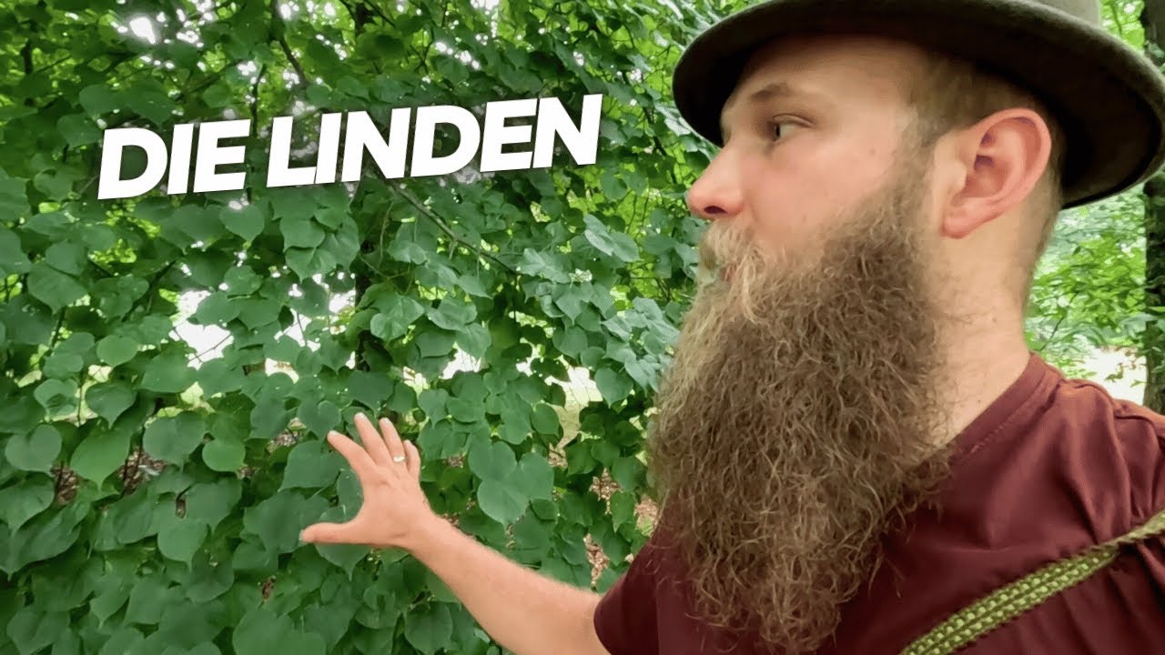 Die Linde vom Förster vorgestellt - Baumarten Basics