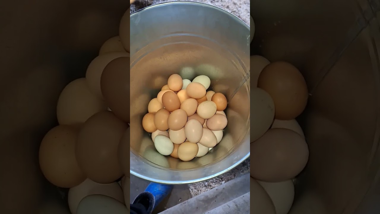 Много яиц у моих курит. Посадили квочку#загороднаяжизнь#яйца#куры#chicken#житьвселе