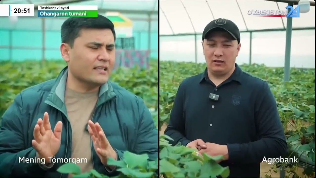 Qulupnaydan daromad sirlari I Mening Tomorqam