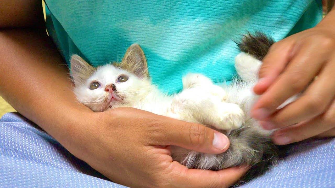 Носовые кровотечения у котят