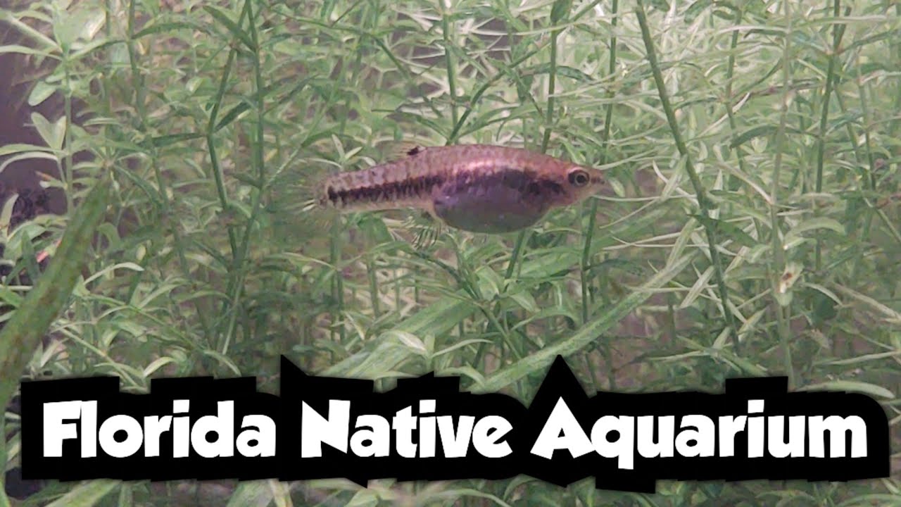Florida Native Aquarium: Five Month Update and Bloodworm Feeding