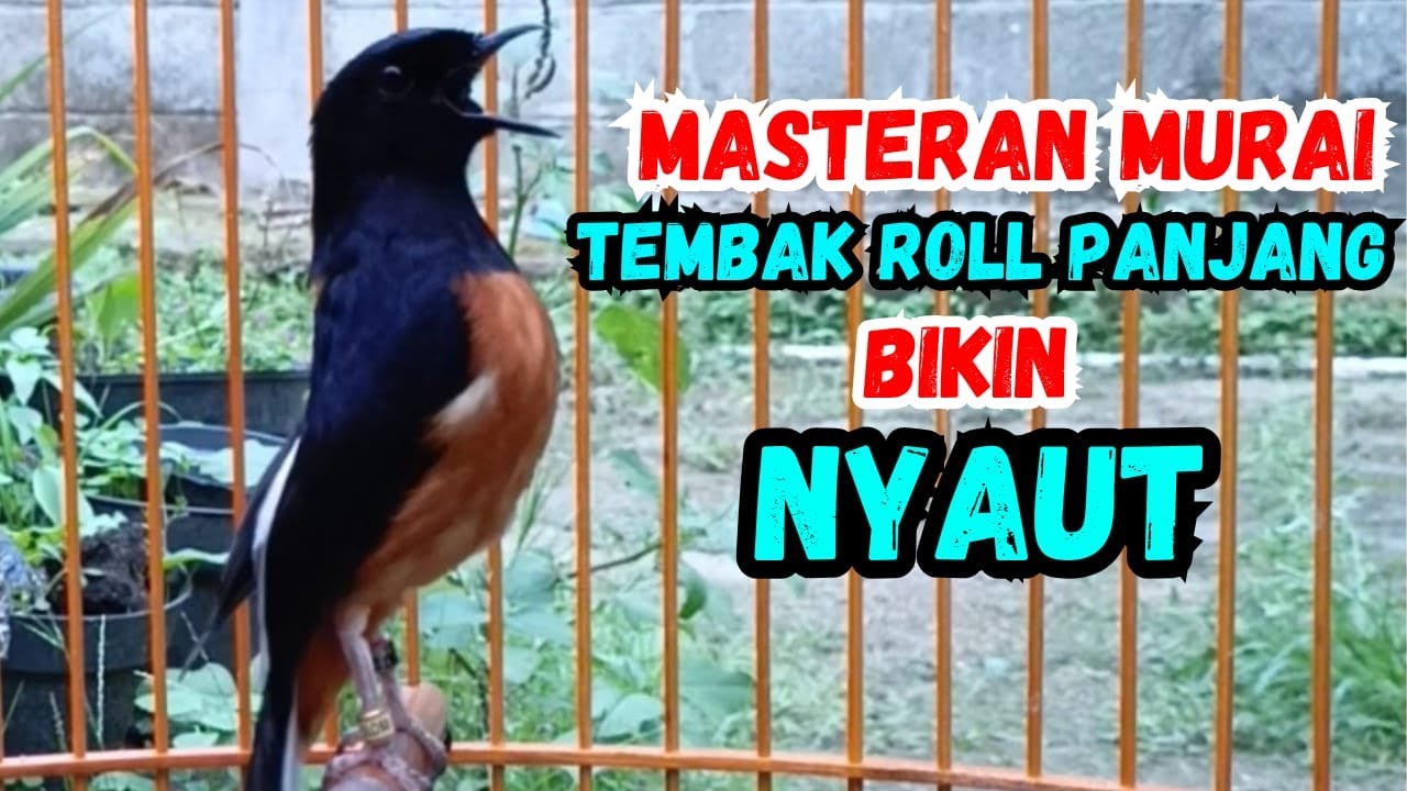 PANCINGAN FULL ISIAN MURAI BATU GACOR JADIKAN BURUNG MURAI BUNYI GACOR NYAUT