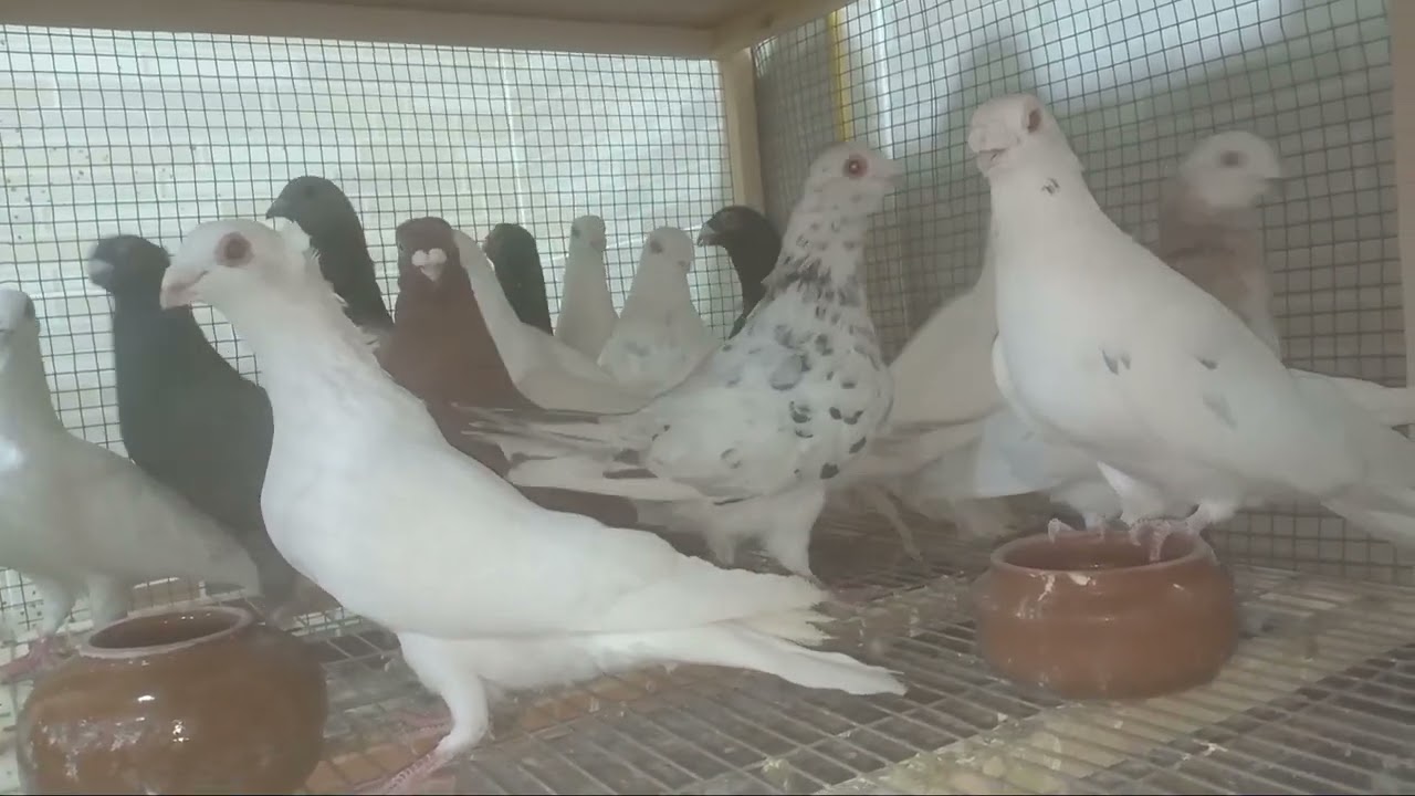 متاح دكور نش حديد بمحل العمرواي بالاسكندريه  للتواصل مع فؤاد .01067685865#وليد_ابوفارس