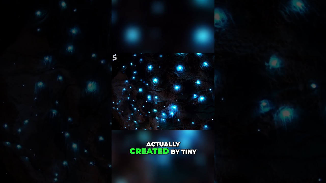 Discover The Magic Of Glow Worm Chamber!