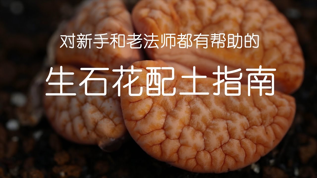 生石花入门第六期 配土的个人思路