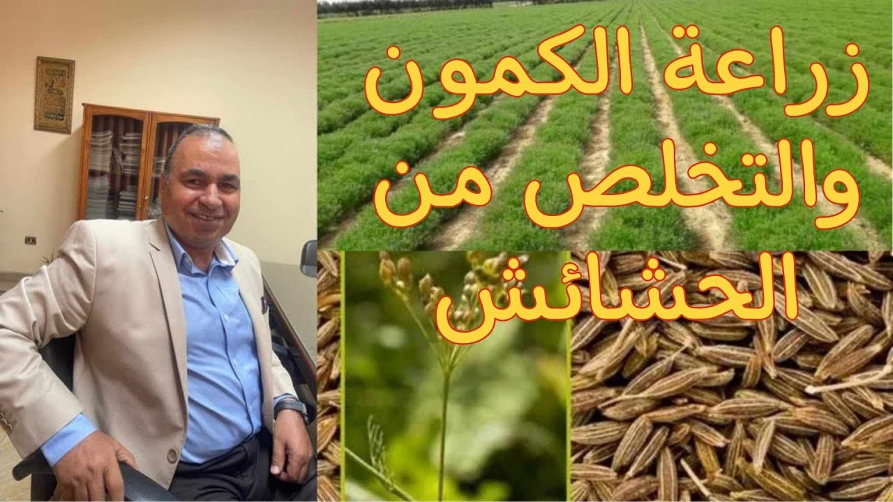 طريقة زراعة الكمون وكيفية التخلص من الحشائش