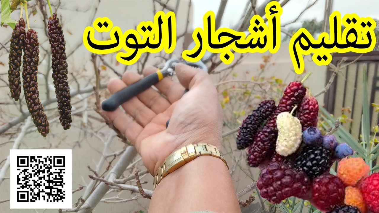 تقليم أشجار التوت العماني  - Omani mulberry tree pruning