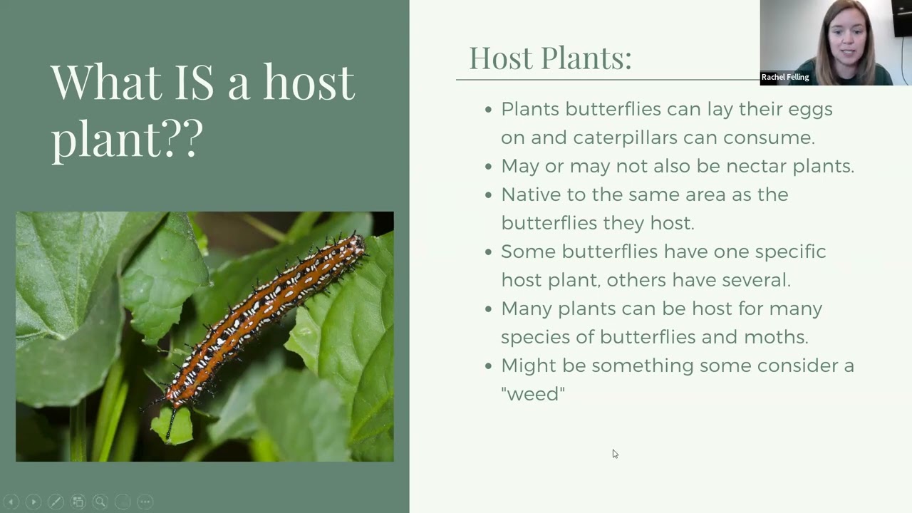 Common Butterflies and their Host Plants