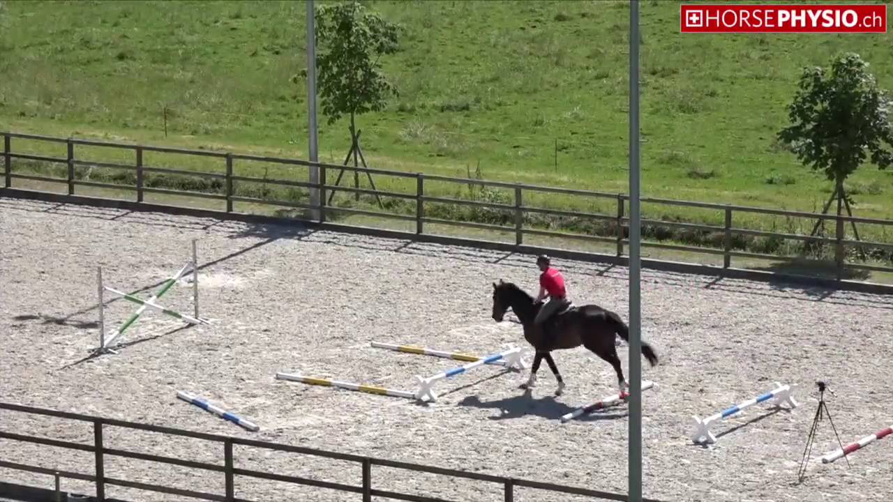 HorsePhysio.ch - Exercise Simple A1