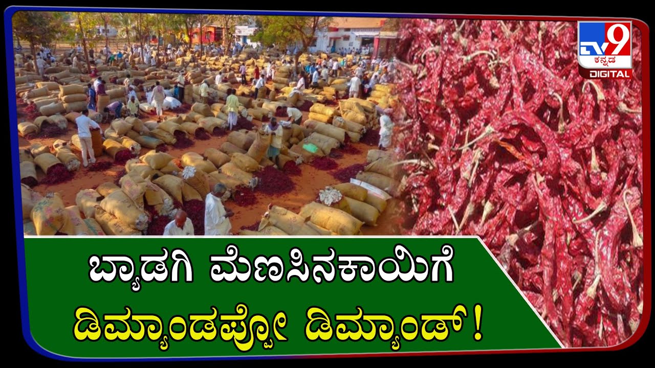 Byadgi Chilli Getting Bumper Price In Byadgi Market