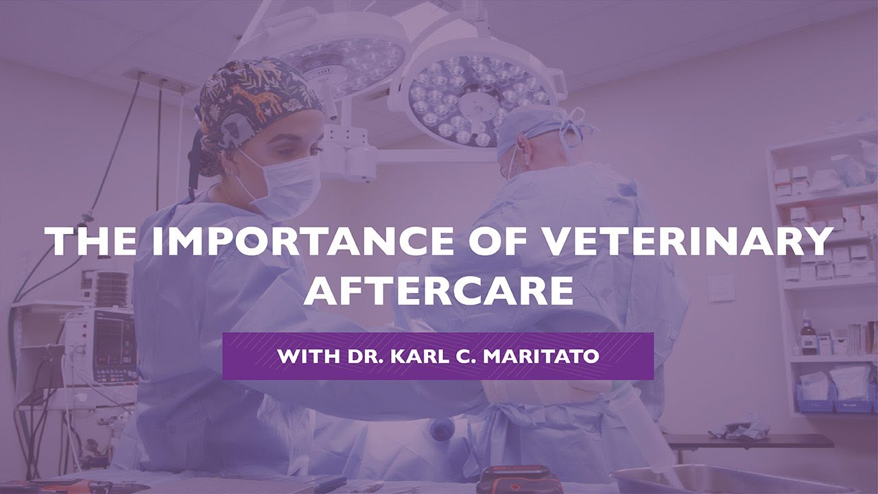 The Significance of Small Animal Surgery Aftercare