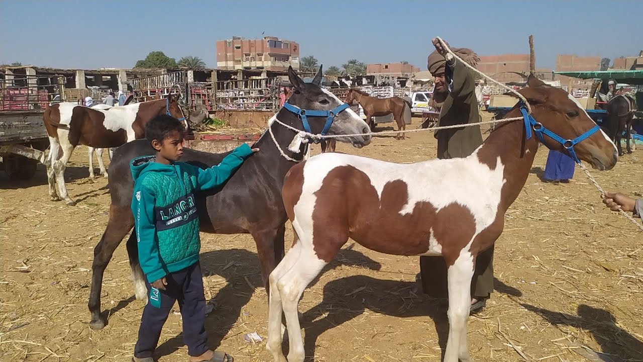 اسعار خيول الجر والركوبه والسباق داخل سوق دراو بمحافظة أسوان