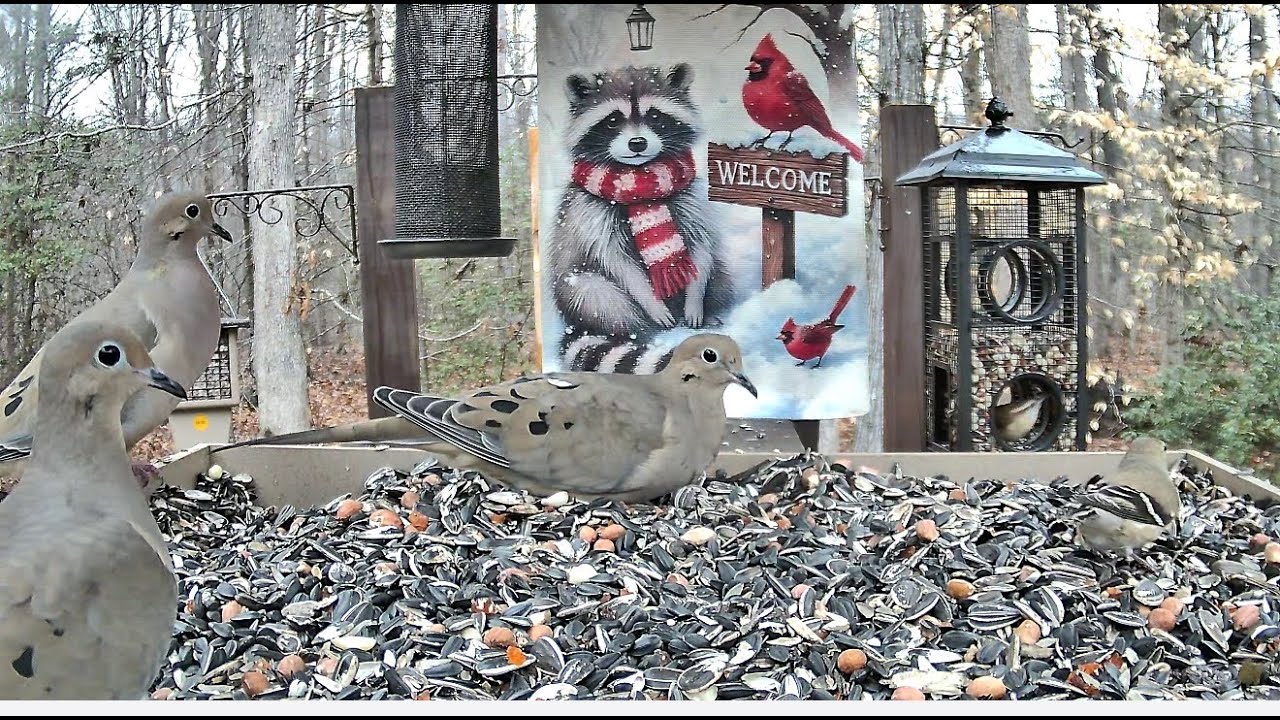 LIVE STREAM ** BOTB Main Feeding Platform Camera ** 2/20/2026