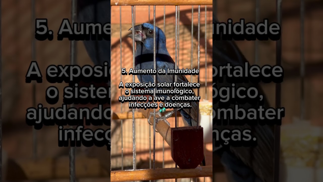 Benef&iacute;cios do banho de sol para aves
