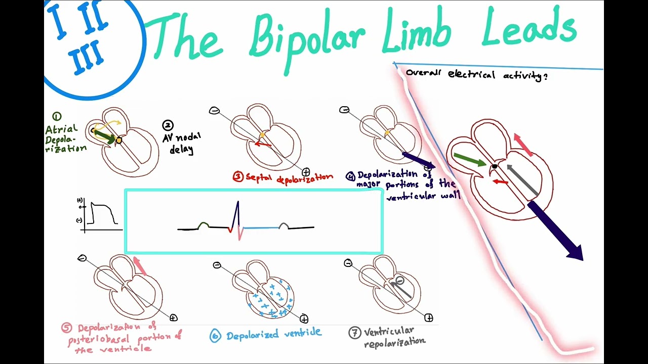 ECG in Bangla: Part 3.1 (Review before studying ‘The bipolar limb leads’)
