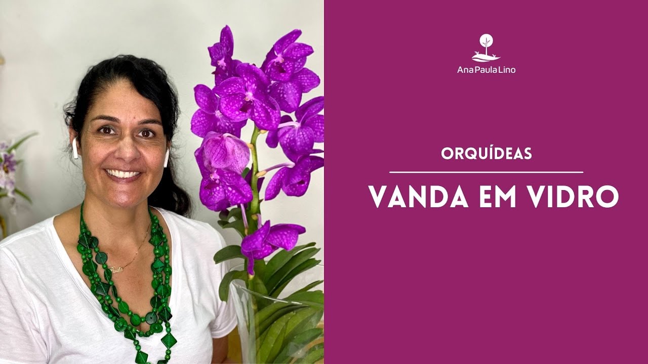 ORQUÍDEA: Como irrigar e adubar a Vanda em vidro?