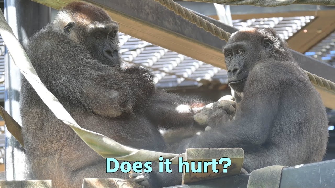 Gorilla Kintaro is tending to Genki's hand wound.【Kyoto city zoo/Gorilla Fam】