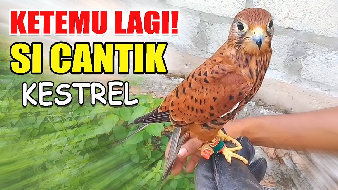 KESTREL | Alap Alap Sapi / Beautiful Little Falcon