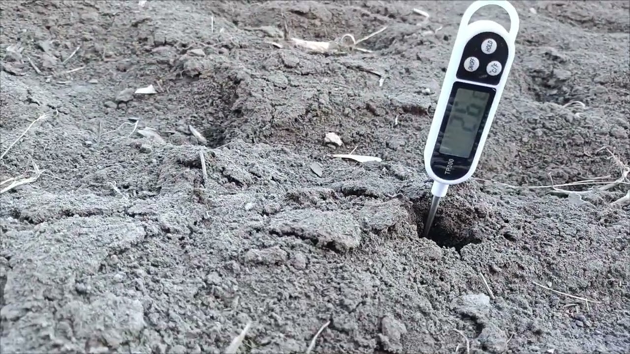 Підживлення часнику азотними добривами. Карбамід чі селітра?  Переваги ручного розкидача добрив.