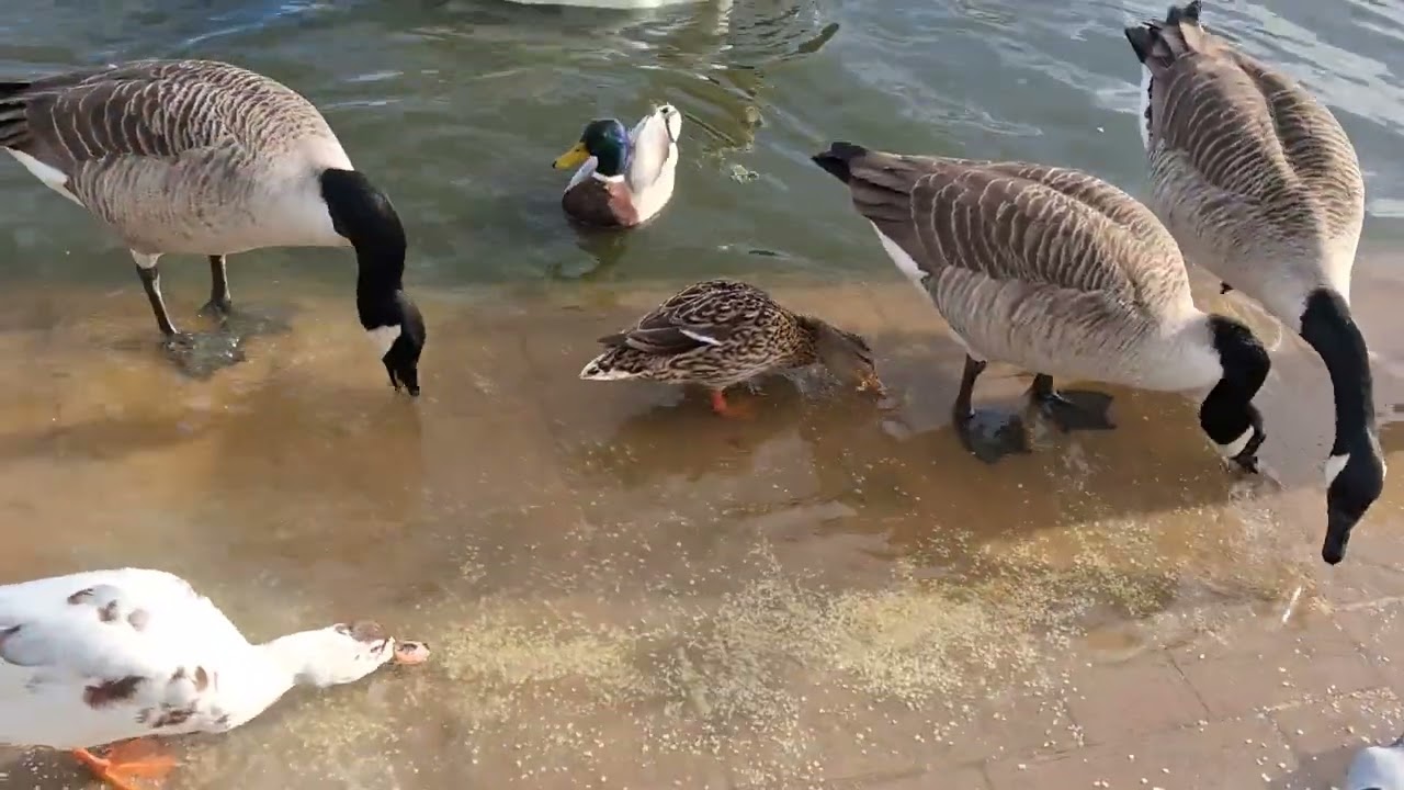 Days out with Guy*Cleethorpes Boating Lake 2nd March 2026*