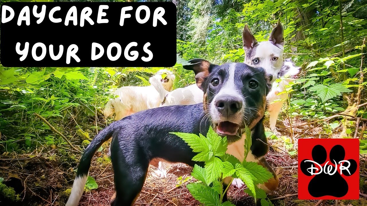 Daycare for Your Dog 24/7 &mdash; Doggy Woods Retreat Live DogTV Season 1