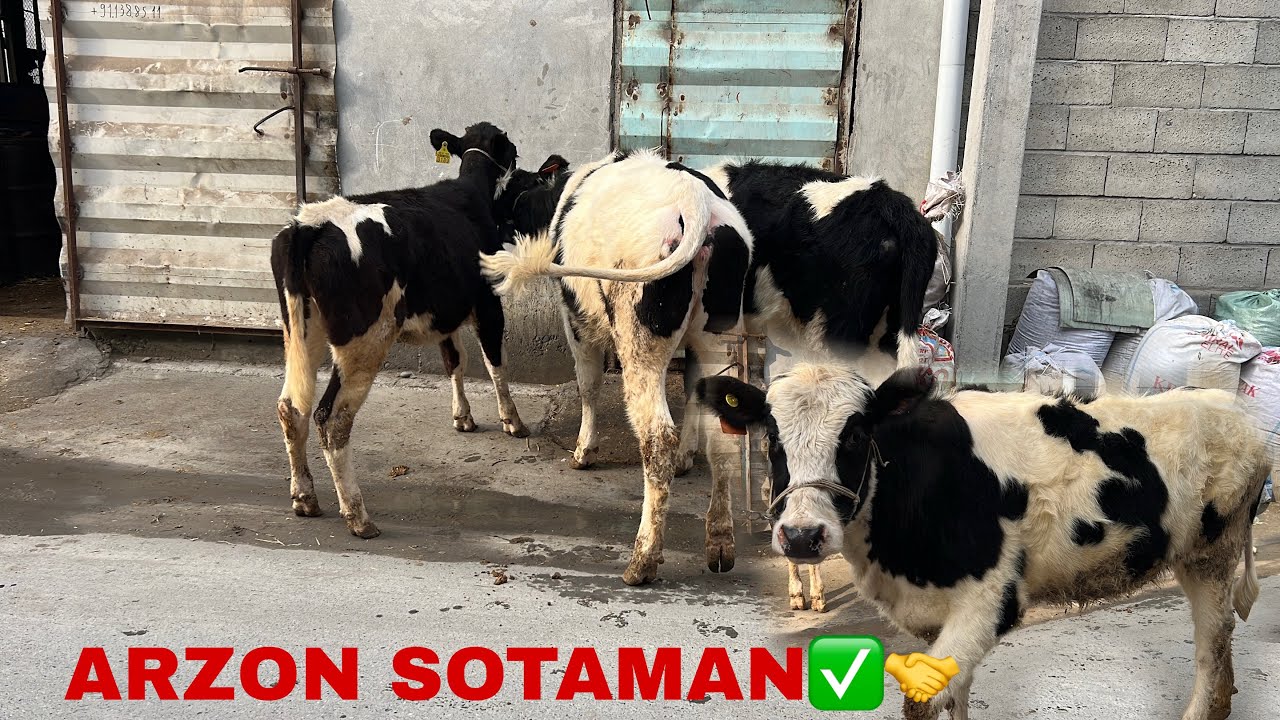 Mega bonus narxlarda xunajinlar sotiladi.✅✅🤝🤝🤝🔥🔥🔥💯💯💯