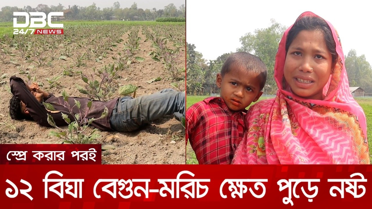 পঞ্চগড়ে ছত্রাকনাশক স্প্রেতে ১২ বিঘা বেগুন-মরিচ ক্ষেত পুড়ে নষ্ট, দিশেহারা কৃষক | DBC NEWS