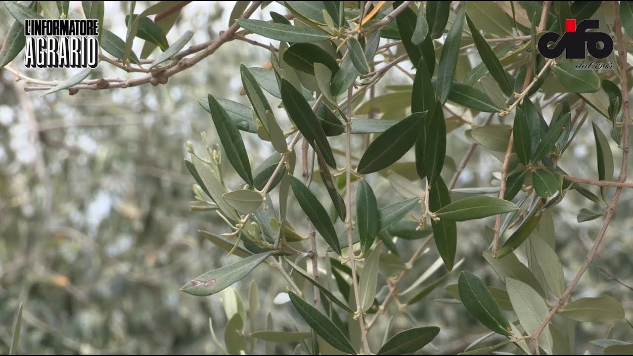 Biostimolanti in olivicoltura al servizio della qualità