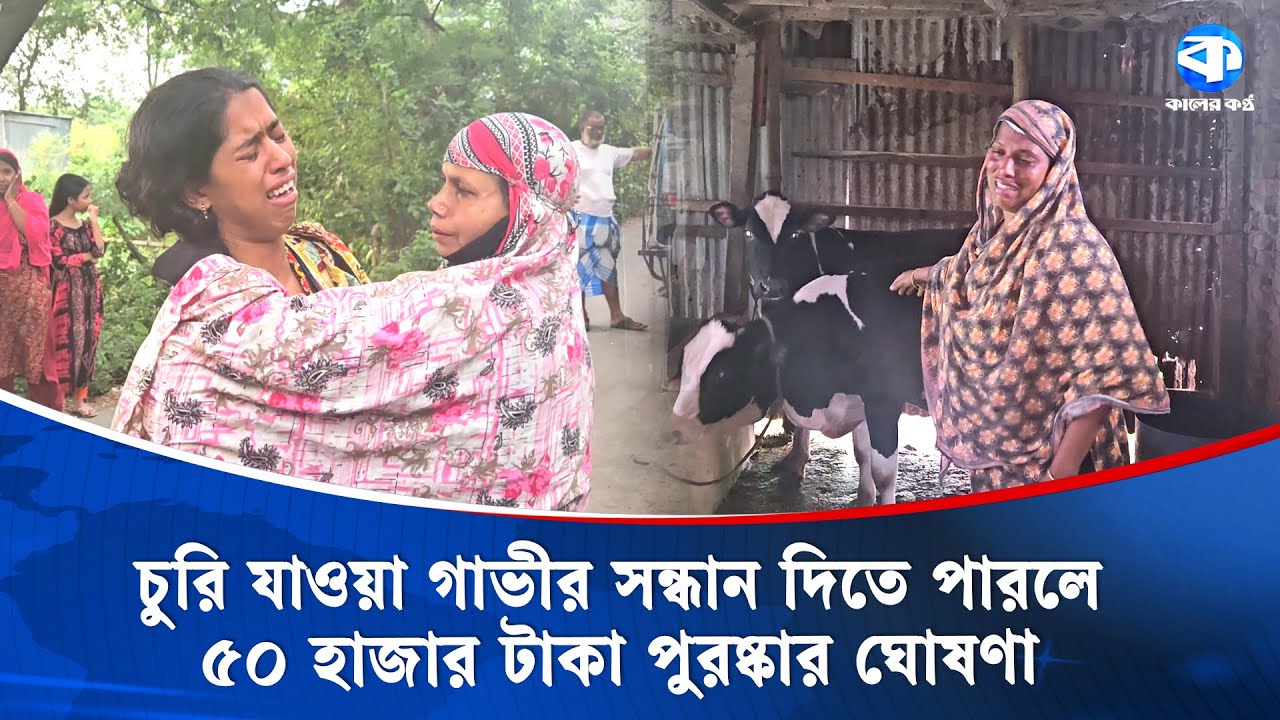 কেরানীগঞ্জে গোয়ালঘর থেকে গাভী চুরি | Cow Stolen | Keraniganj | Kaler Kantho