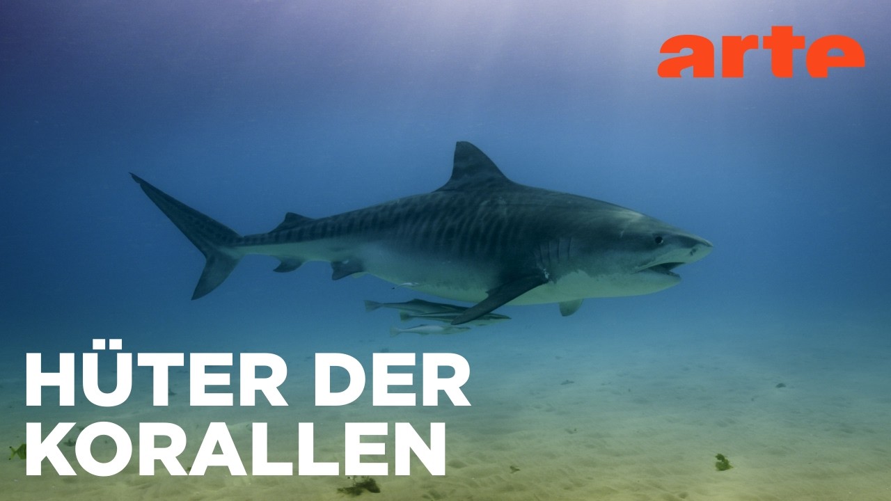 Der Tigerhai | Meister der Jagd am Great Barrier Reef | ARTE Fernweh