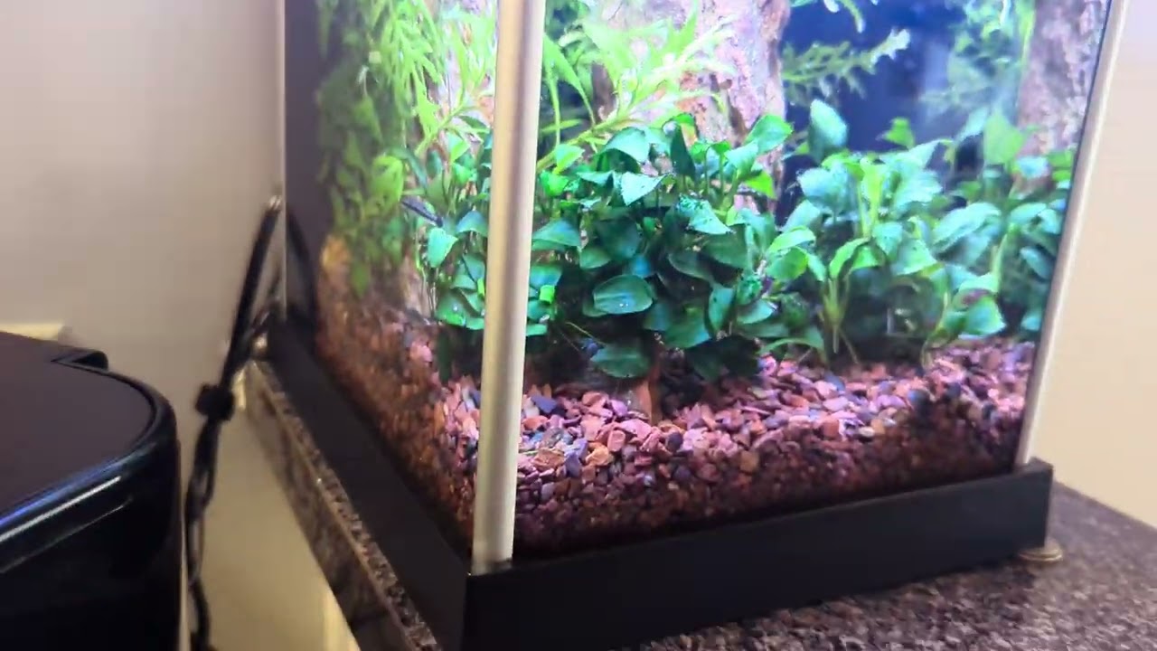 Fluval Spec 3 Betta Tank Update 01/21/2024