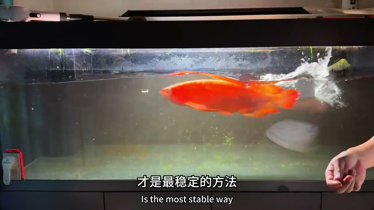 从0养龙鱼第176集（水质管理）