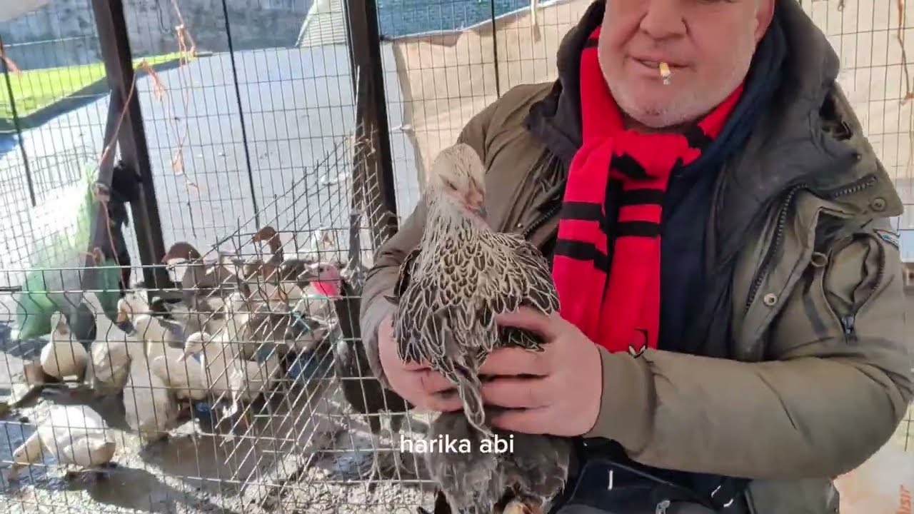 Edirnekapı Tavuk pazarında Horoz Ali nin tezgahında tavuk, hindi, ördek, kaz aradığınız her şey var.