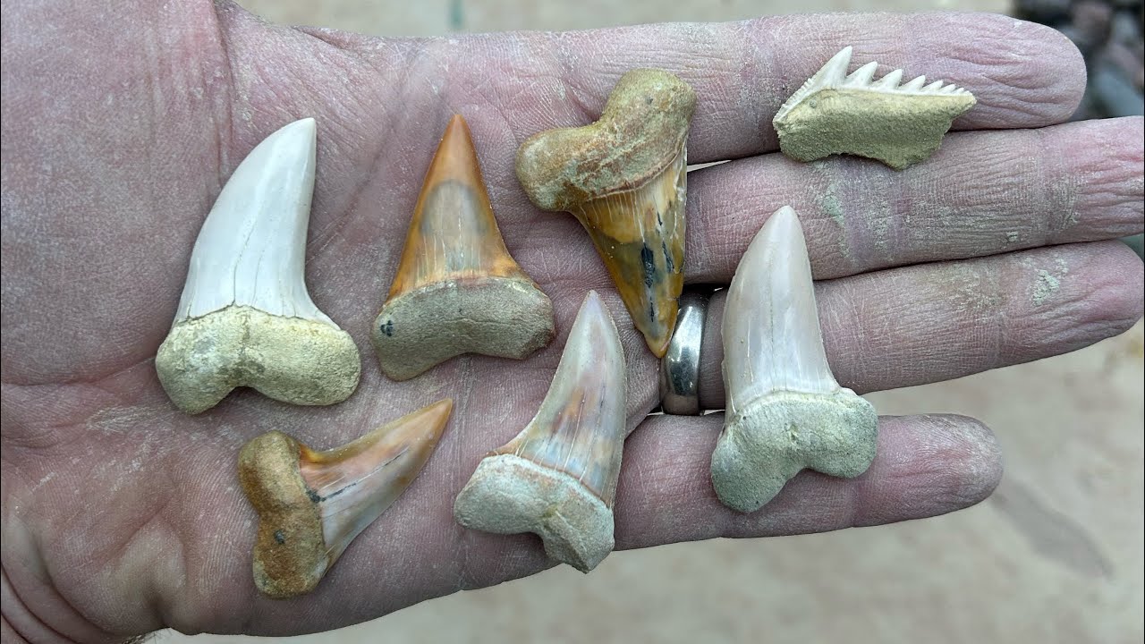 A snake filled sharktooth hunt at Sharktooth hill!