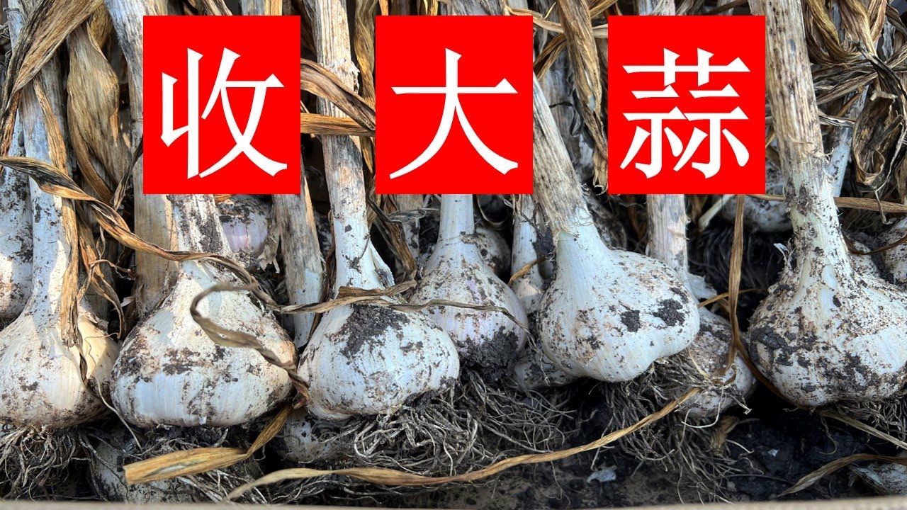 【大蒜种植】大蒜怎么种才高产？分享大蒜种植的要点