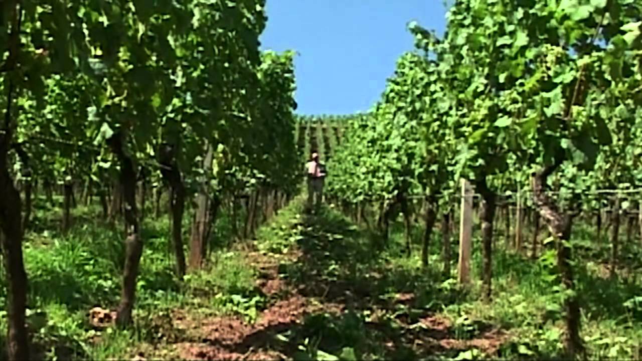 Rheinhessen - German wine-growing region