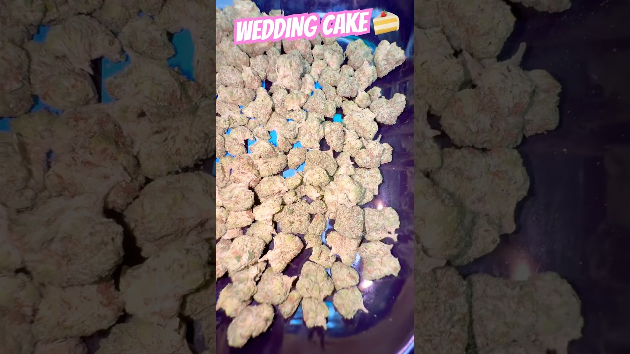 WEDDING CAKE QP From THCA SMALL BUDS USE CODE &ldquo;BING&rdquo; TO SAVE 10% #shorts #viral