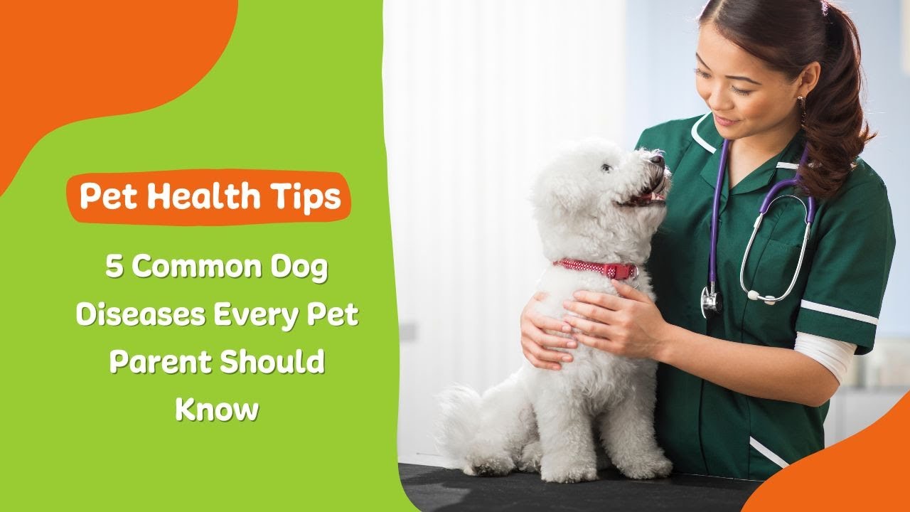 5 Most Common Dog Diseases and how to prevent them