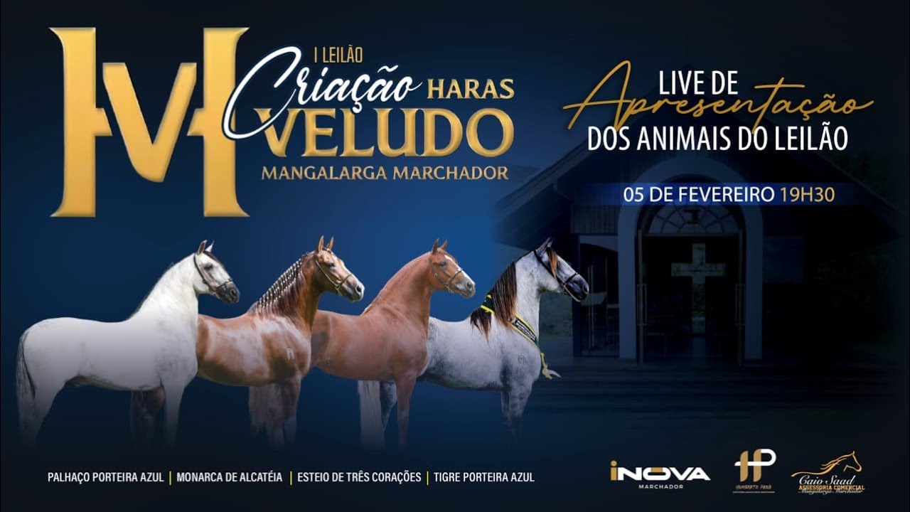 Live de Apresentação dos Embriões do Leilão - Haras Veludo - INOVA Marchador