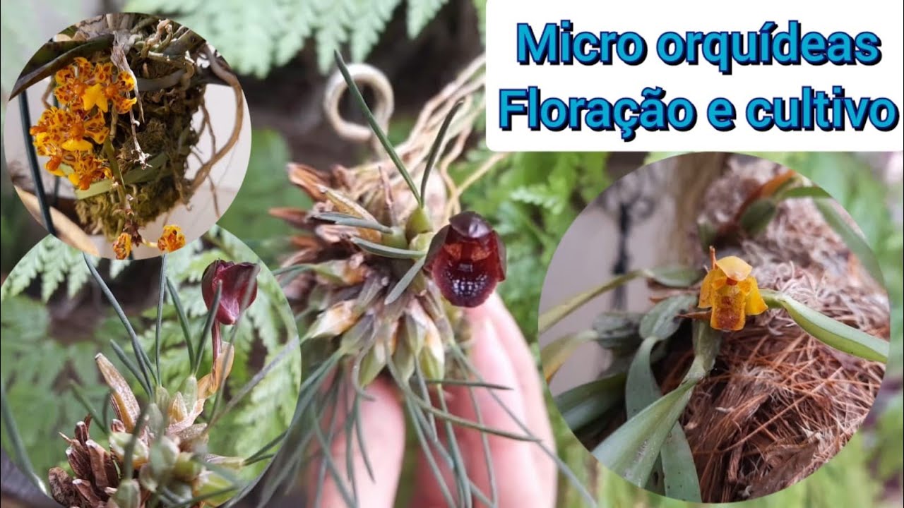 MICRO ORQUÍDEAS FLORAÇÃO/CULTIVO #orquídea #micro #nanum #christensonella #jueregenesii #cápsula