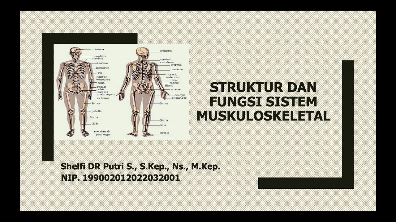 Materi Struktur dan Fungsi Sistem Muskuloskeletal|Anatomi dan Fisiologi Sistem Muskuloskeletal