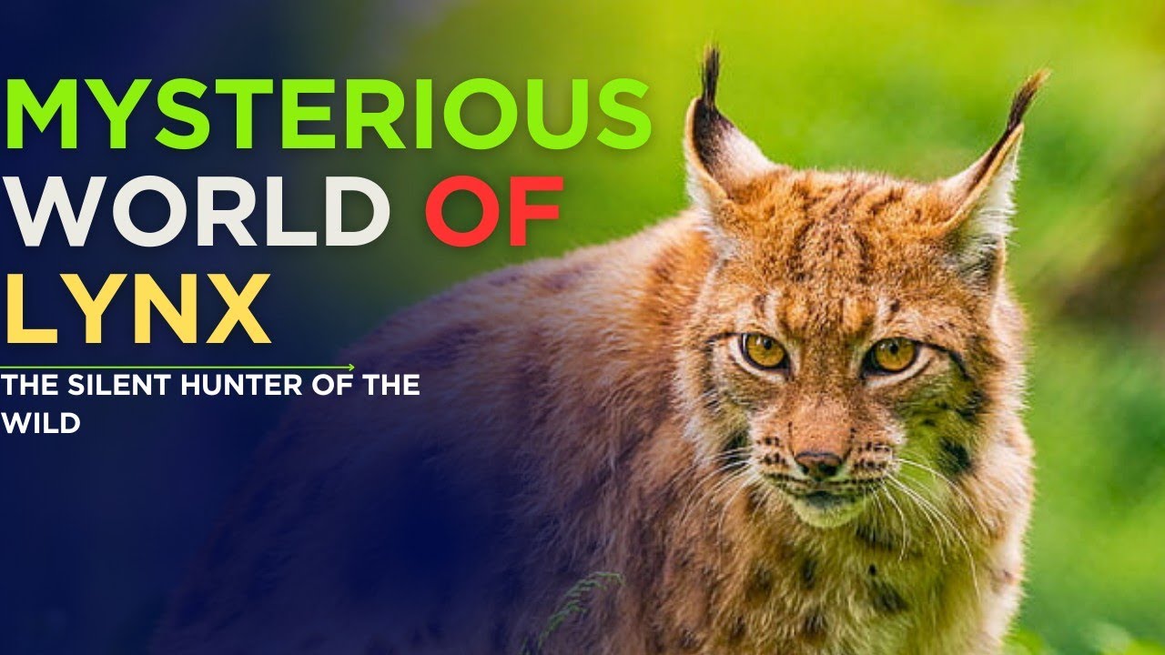 The Mysterious and Fascinating World of the Lynx - Unlimited Entertainment