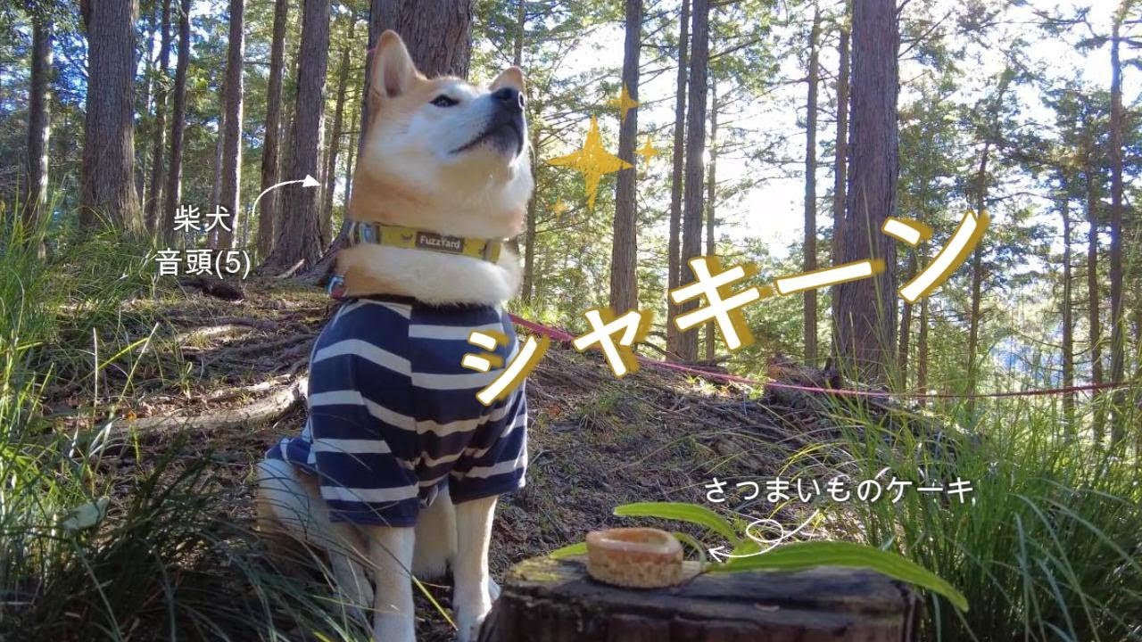 柴犬と山ハイク